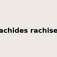 rachides rachises是什么意思