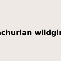 manchurian wildginger是什么意思