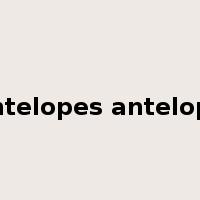 antelopes antelope是什么意思