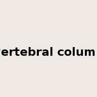 vertebral column