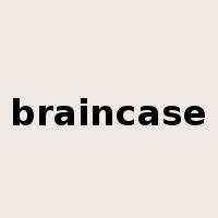 braincase是什么意思