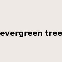 evergreen tree是什么意思