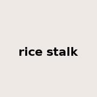 rice stalk是什么意思