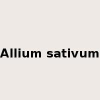 Allium sativum是什么意思