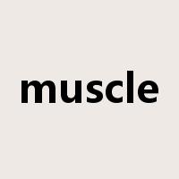 muscle是什么意思