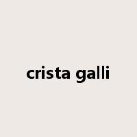 crista galli是什么意思