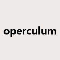 operculum是什么意思