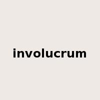 involucrum是什么意思