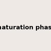 maturation phase是什么意思