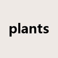 plants是什么意思