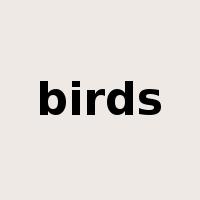 birds是什么意思