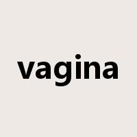 vagina是什么意思