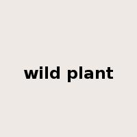 wild plant是什么意思