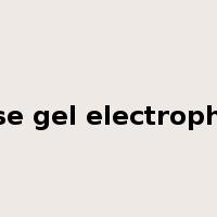 agarose gel electrophoresis