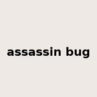 assassin bug是什么意思