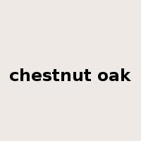 chestnut oak是什么意思