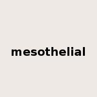 mesothelial是什么意思