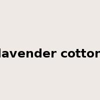 lavender cotton是什么意思