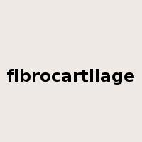 fibrocartilage是什么意思