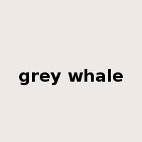 grey whale是什么意思