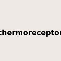 thermoreceptor是什么意思