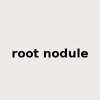 root nodule是什么意思