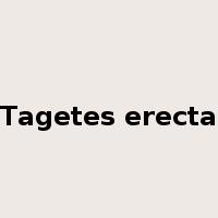 Tagetes erecta是什么意思