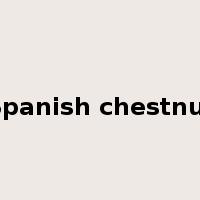 Spanish chestnut是什么意思