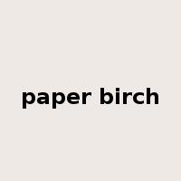 paper birch是什么意思