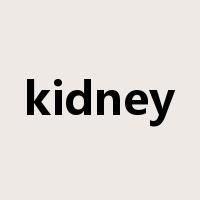 kidney是什么意思