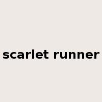 scarlet runner是什么意思