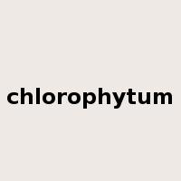 chlorophytum是什么意思