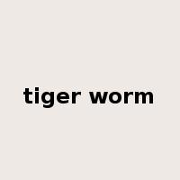 tiger worm