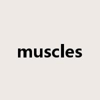 muscles是什么意思