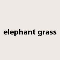 elephant grass是什么意思