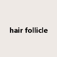 hair follicle是什么意思