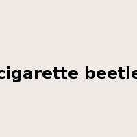 cigarette beetle是什么意思