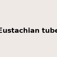 Eustachian tube是什么意思