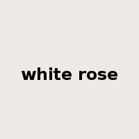 white rose是什么意思