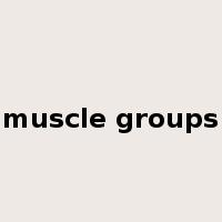 muscle groups是什么意思