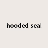 hooded seal是什么意思