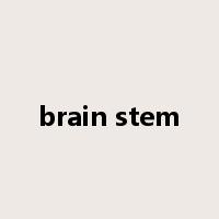 brain stem是什么意思