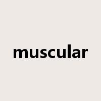 muscular是什么意思