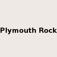 Plymouth Rock是什么意思