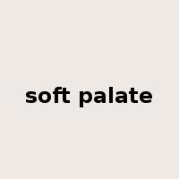 soft palate是什么意思