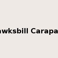 Hawksbill Carapace是什么意思