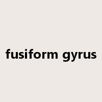 fusiform gyrus是什么意思
