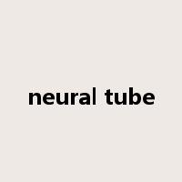 neural tube是什么意思