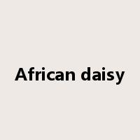 African daisy是什么意思