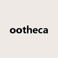 ootheca是什么意思